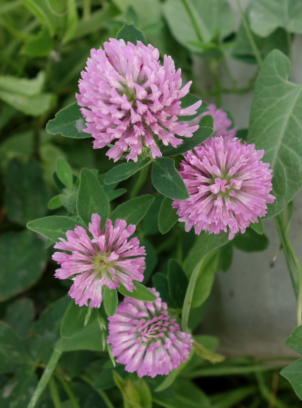 Изображение особи Trifolium pratense.