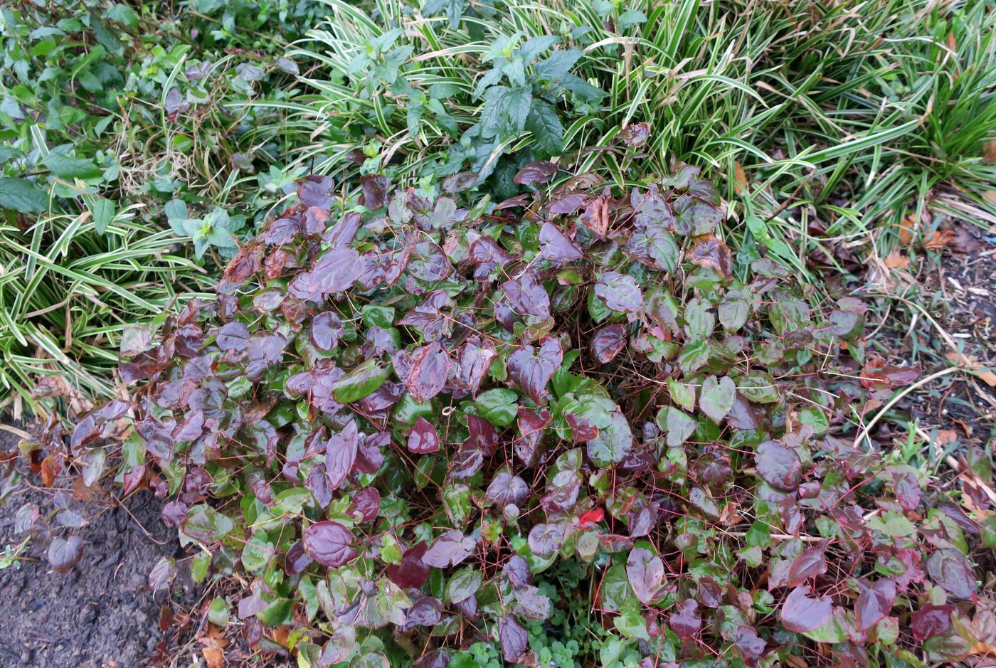 Image of Epimedium rubrum specimen.