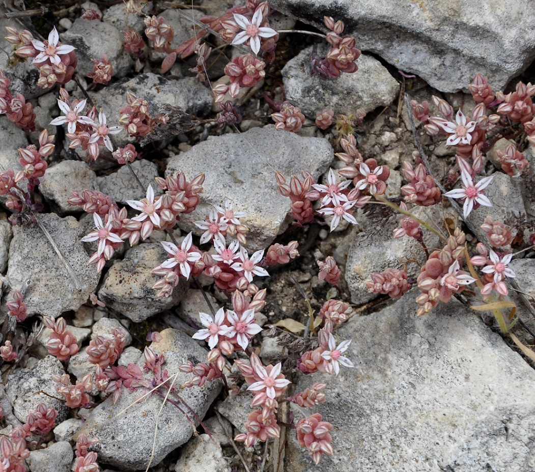 Изображение особи Sedum eriocarpum ssp. porphyreum.