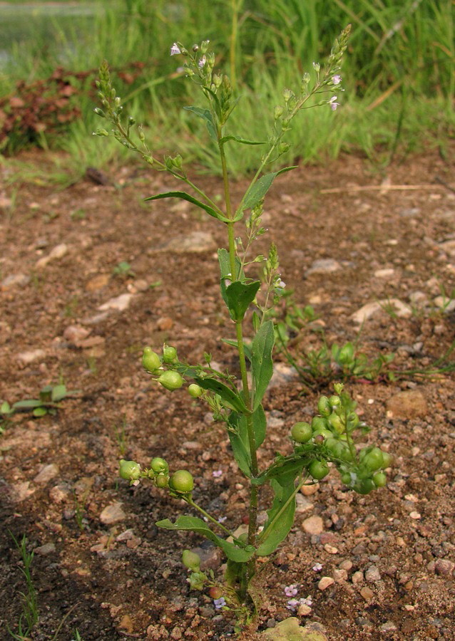 Изображение особи Veronica anagallis-aquatica.