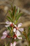 Amygdalus nana