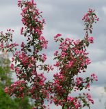 Malus &times; purpurea