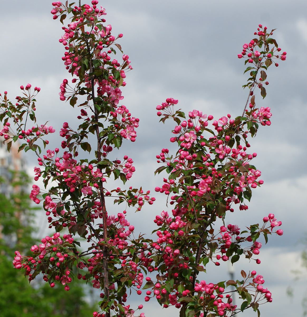 Image of Malus &times; purpurea specimen.