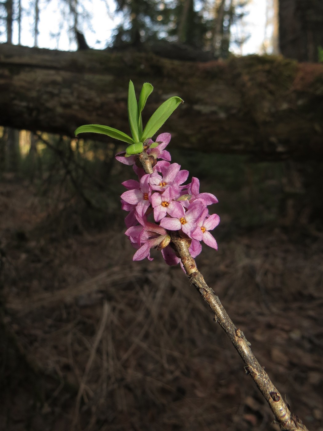 Изображение особи Daphne mezereum.