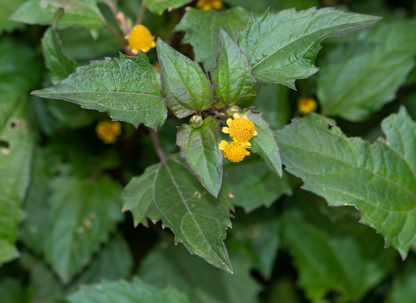 Image of Acmella ciliata specimen.