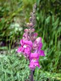 Antirrhinum majus