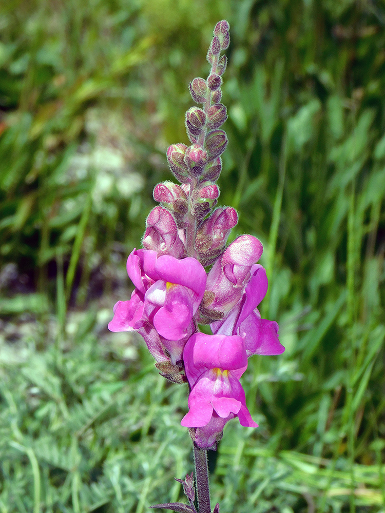 Изображение особи Antirrhinum majus.