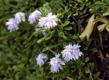 Globularia repens. Соцветия и листья. Испания, автономное сообщество Каталония, провинция Жирона, комарка Альт-Эмпорда, муниципалитет Альбанья, окр. комплекса Santuari de la Mare de Déu del Mont, 1124 м н.у.м., в расщелине скалы. 02.06.2020.