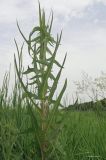 Sonchus palustris. Верхушка молодого побега. Краснодарский край, между станицами Шкуринская и Канеловская, пойменный луг. 17.06.2020.