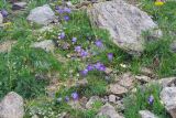 Campanula biebersteiniana. Цветущие растения в альпийской зоне. Карачаево-Черкесия, Домбай, гора Мусса-Ачитара, 3000 м н.у.м. 22.07.2010.