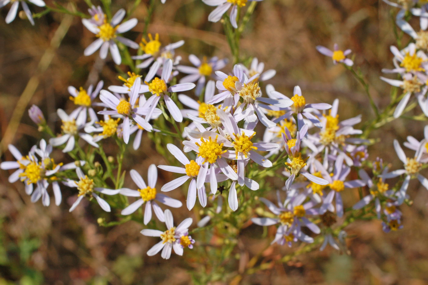 Image of genus Galatella specimen.