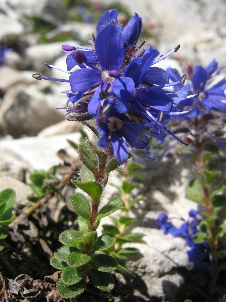 Image of Veronica kellererii specimen.