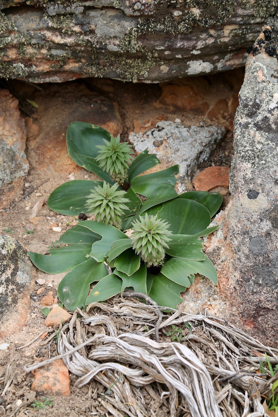 Image of Eucomis regia specimen.