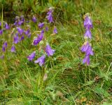 genus Campanula. Цветущие растения. Карачаево-Черкесия, окр. Теберды, ущелье р. Азгек, альпийский луг. 02.09.2019.