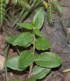 Talinum caffrum