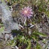 Taraxacum porphyranthum. Цветущее растение. Карачаево-Черкесия, Карачаевский р-н, верховья р. Муху, у котловины оз. Мухинское (Шобайдак), около 3100 м н.у.м., альпика. 18.07.2020.