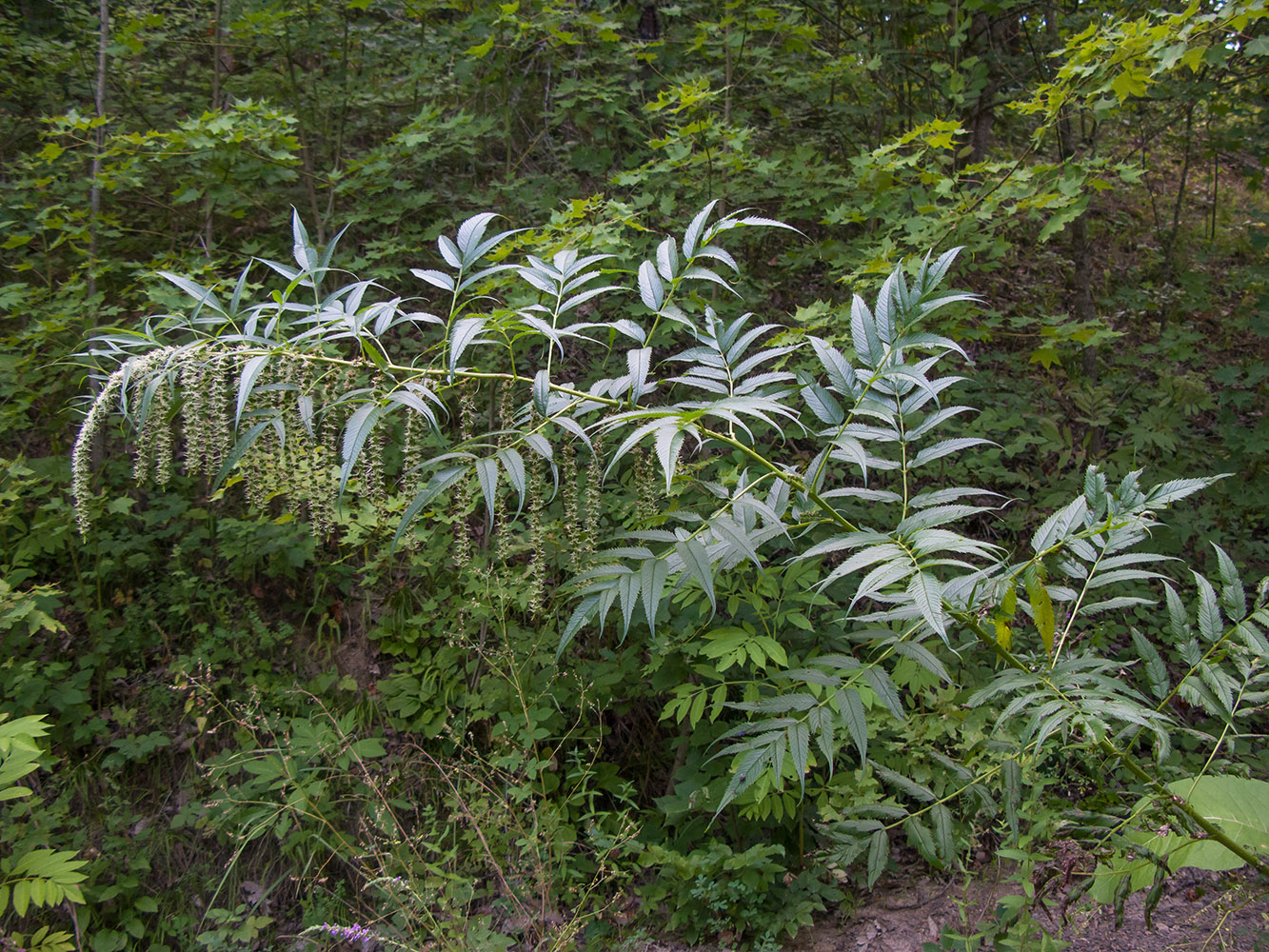Image of Datisca cannabina specimen.