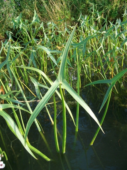 Изображение особи Sagittaria sagittifolia.