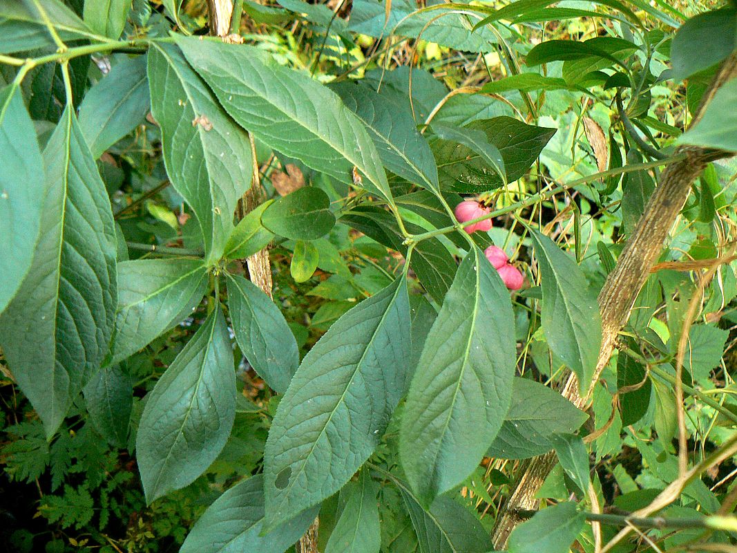 Изображение особи Euonymus alatus.