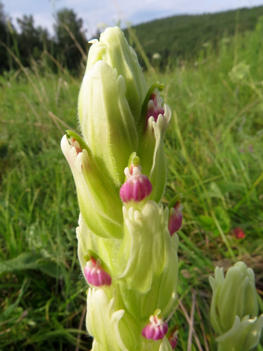 Image of Castilleja pallida specimen.