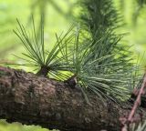 Larix kaempferi