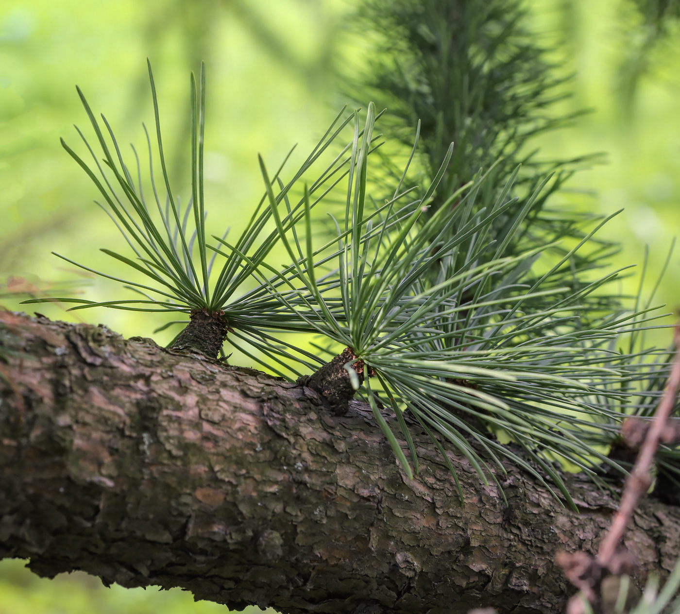 Image of Larix kaempferi specimen.