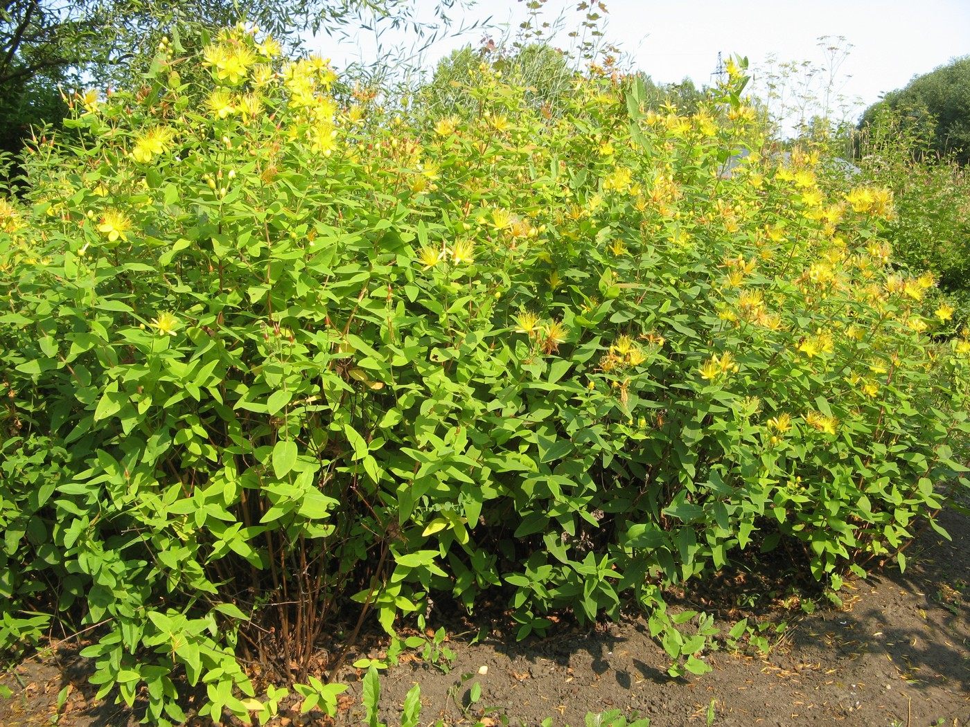 Изображение особи Hypericum hircinum.