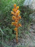 Orobanche alba ssp. xanthostigma
