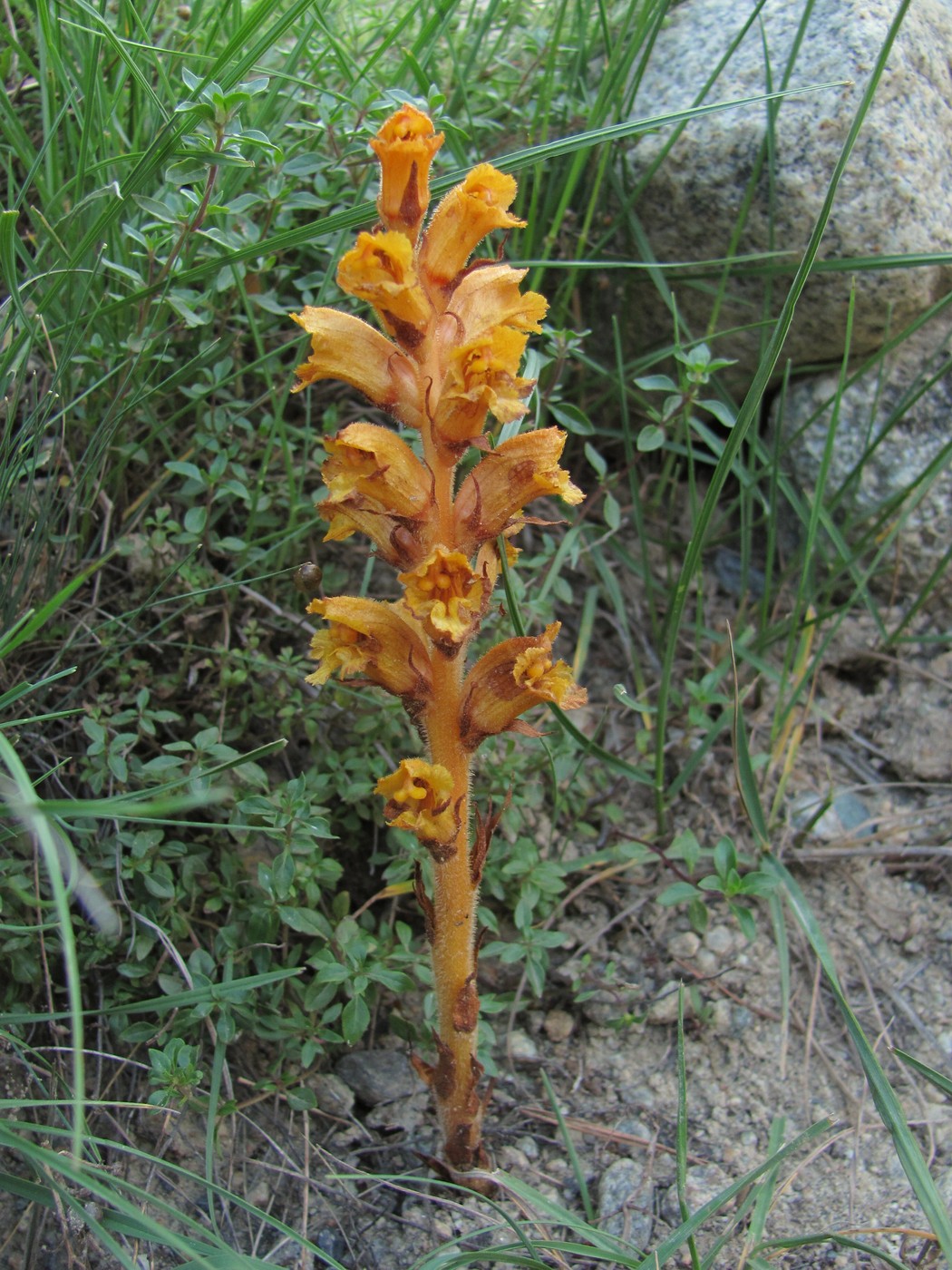 Изображение особи Orobanche alba ssp. xanthostigma.