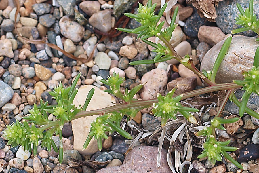 Изображение особи Salsola komarovii.