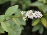 Ligustrum vulgare. Верхушка побега с соцветием. Краснодарский край, м/о Новороссийск, окр. с. Сукко, окр. оз. Сукко, залесённый левый борт. 10.06.2019.