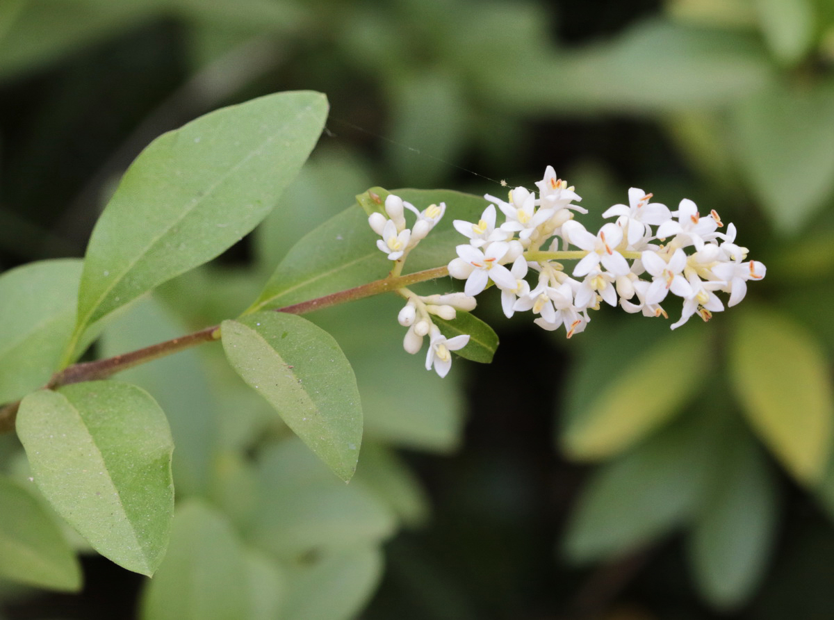 Image of Ligustrum vulgare specimen.