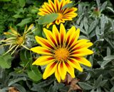 Gazania × hybrida. Соцветия. Краснодарский край, м/о Анапа, с. Витязево, в озеленении. 14.06.2019.