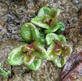 Epilobium adenocaulon