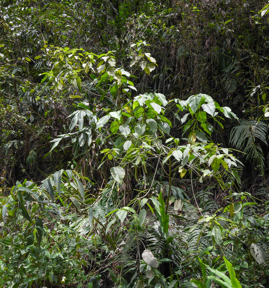 Image of Acalypha peruviana specimen.