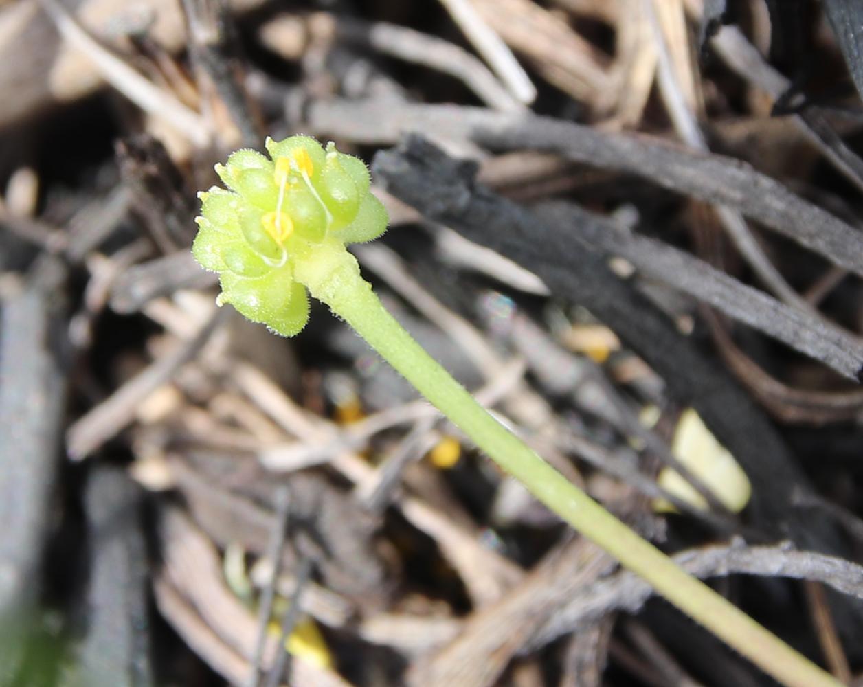 Изображение особи Ranunculus polyrhizos.