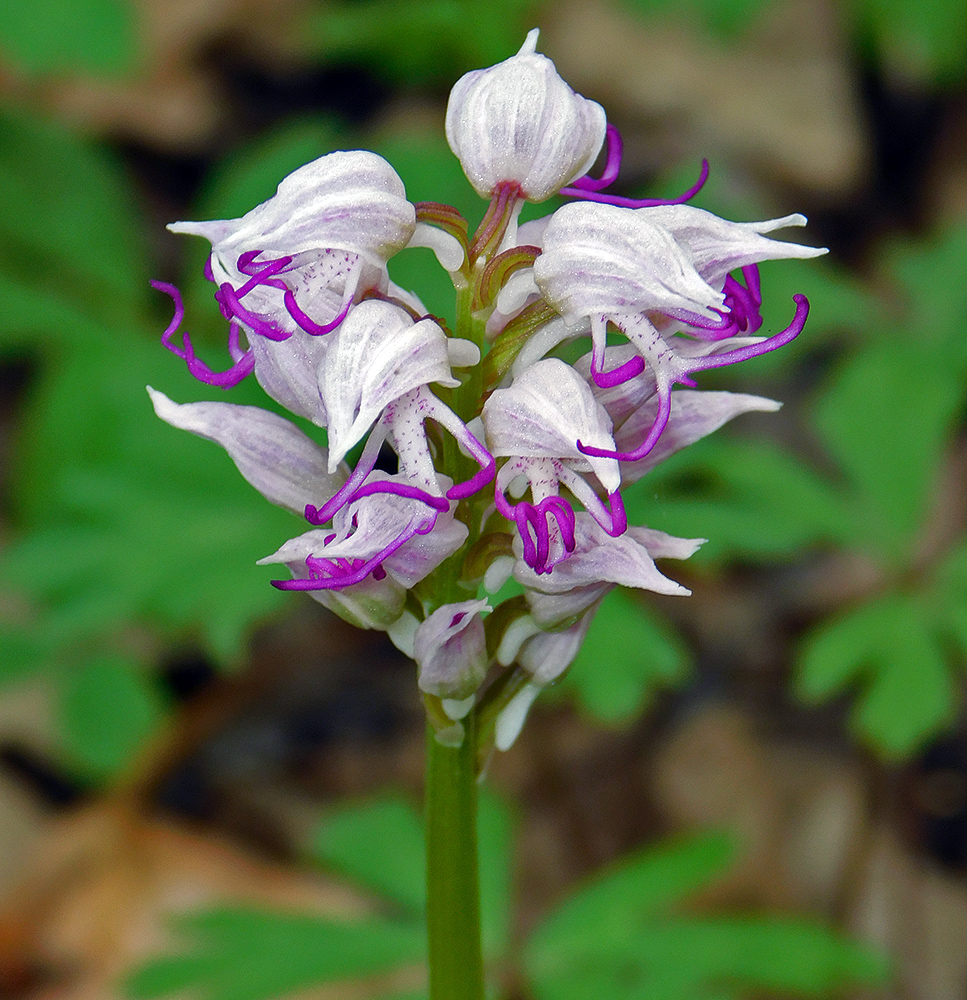 Image of Orchis simia specimen.