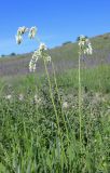 Salvia nutans