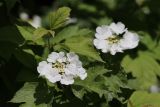 Viburnum opulus