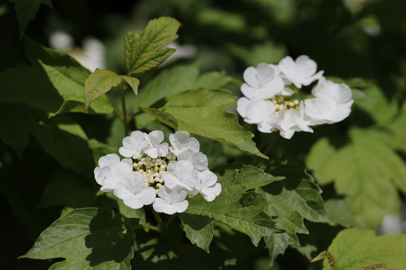 Image of Viburnum opulus specimen.