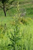 Verbascum lychnitis