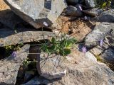 Knautia integrifolia