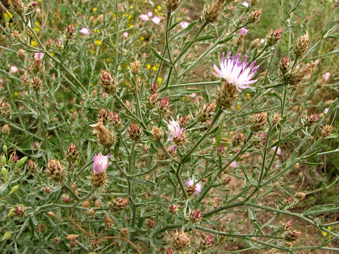 Изображение особи род Centaurea.