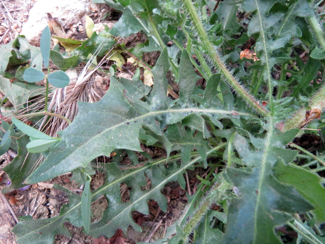 Image of Crepis foetida specimen.