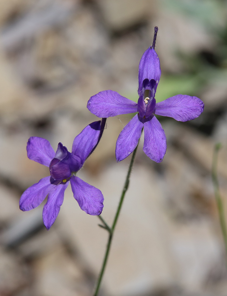 Image of Delphinium divaricatum specimen.