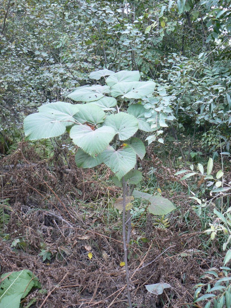 Image of Tilia mandshurica specimen.