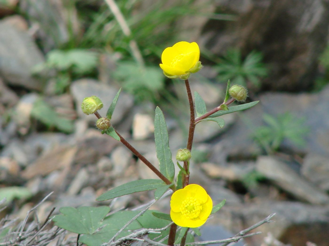 Изображение особи Ranunculus mindshelkensis.