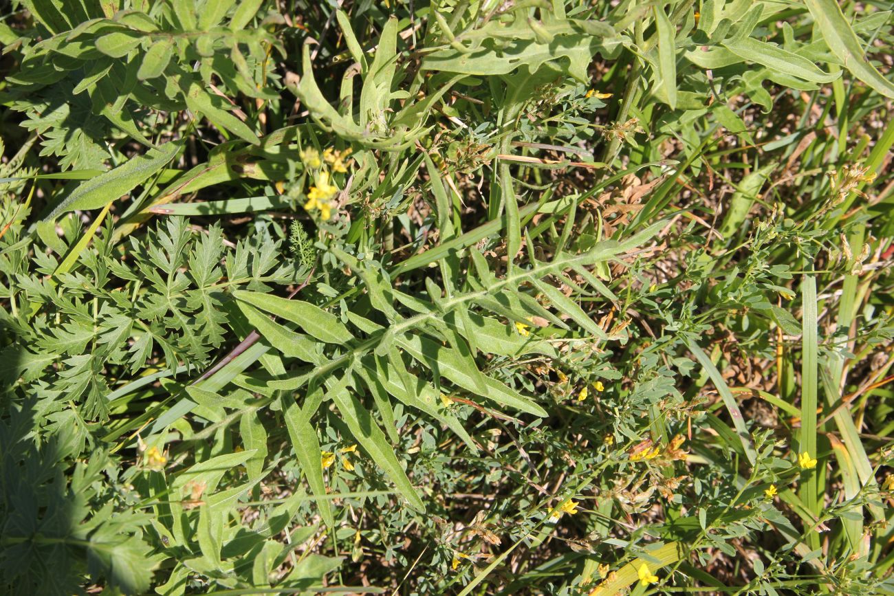 Image of Centaurea scabiosa specimen.