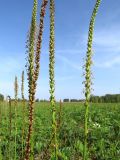 Plantago cornuti