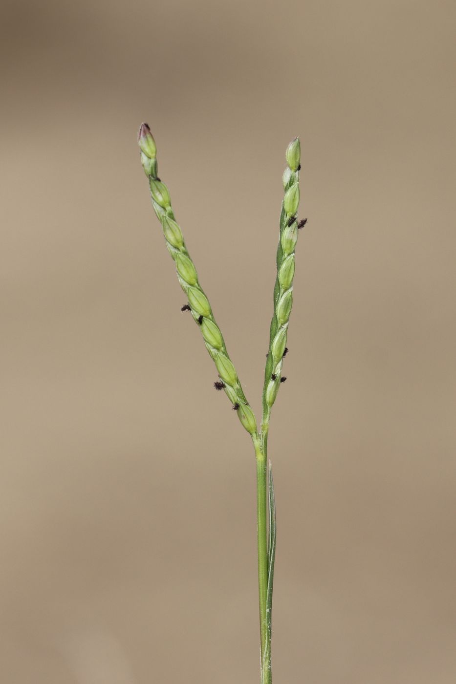 Image of Paspalum paspalodes specimen.